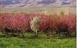 bagh